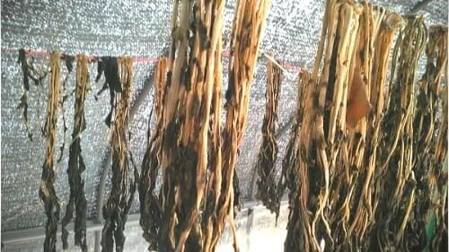 무청시래기-만들기-말리기