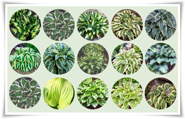 정원 "옥잠화 키우기" 초록빛 힐링을 선사하는 마법 같은 꽃!