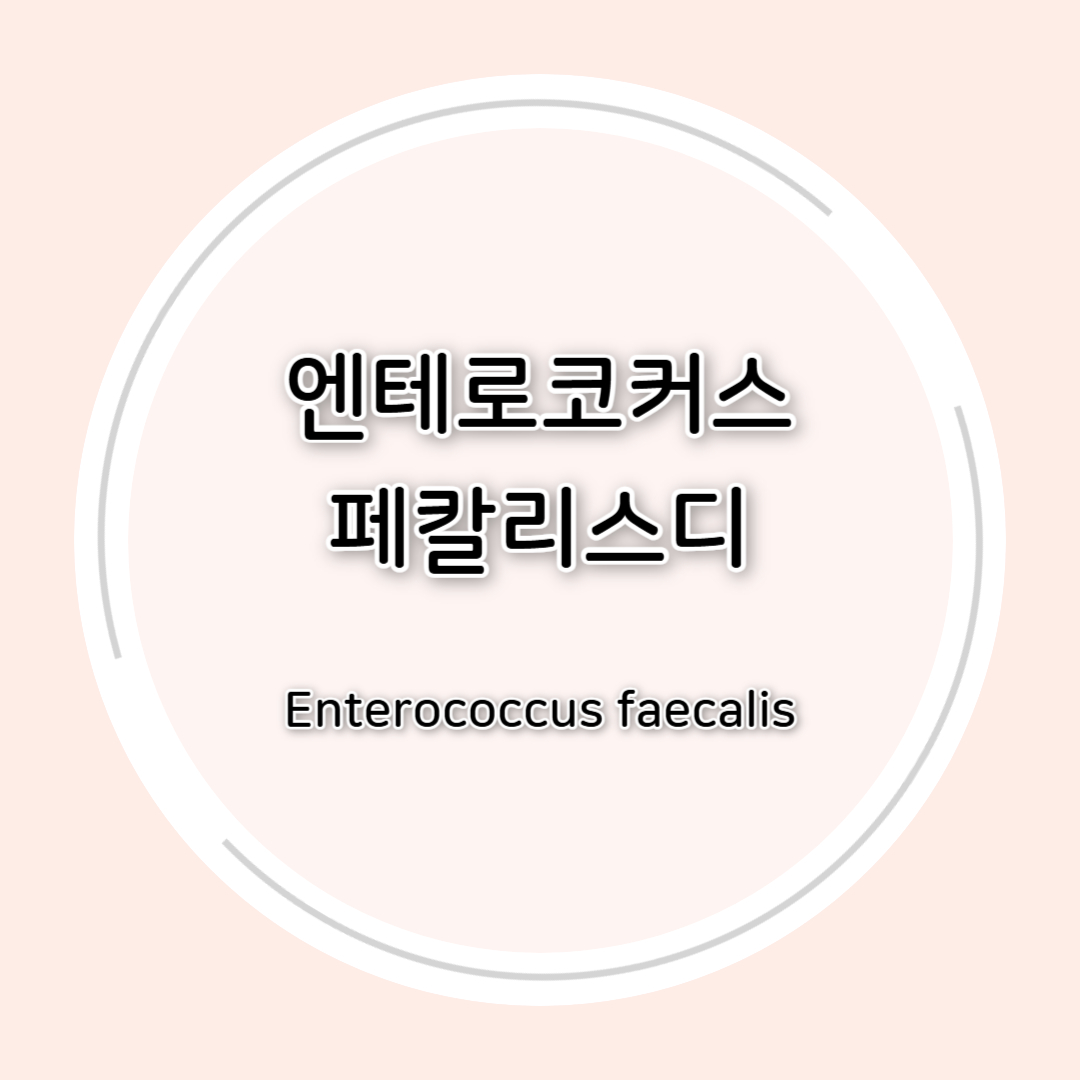 엔테로코커스 페갈리스(Enterococcus faecalis)효능 총정리