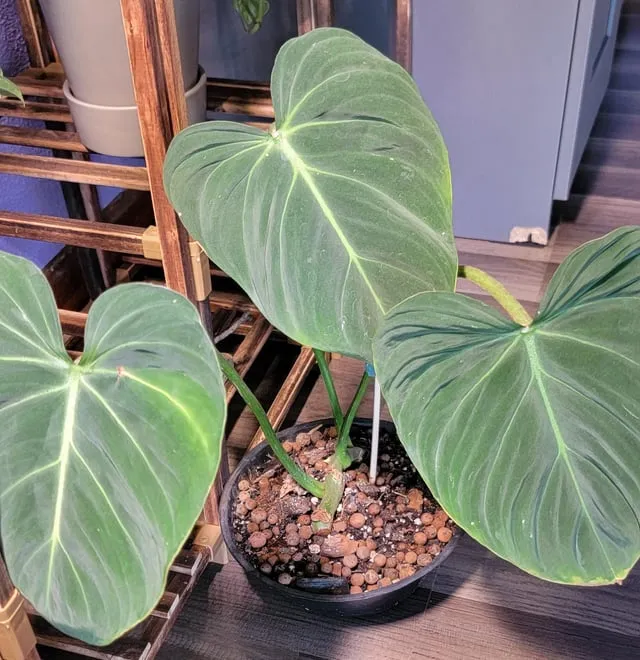 실내식물 여름철 관리 고온다습 통풍확보 물주기시간대 환기방법_2