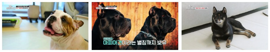 개는 훌륭하다 재방송 다시보기 - 120회, 119회 장군이, 118회 현식이