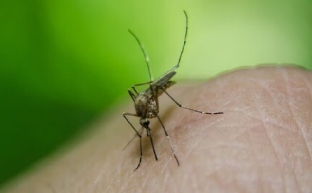 일본뇌염 제대로 알고 대처하자.