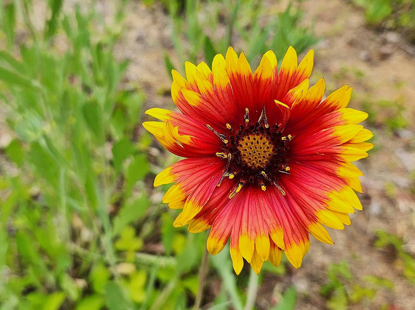 인디언천인국 (인디언국화)