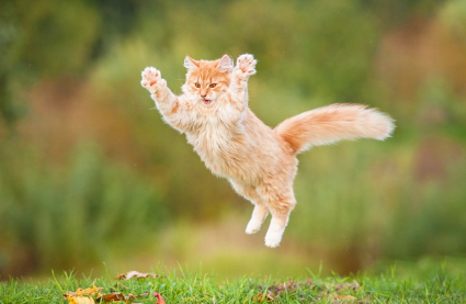 점프하는 고양이.