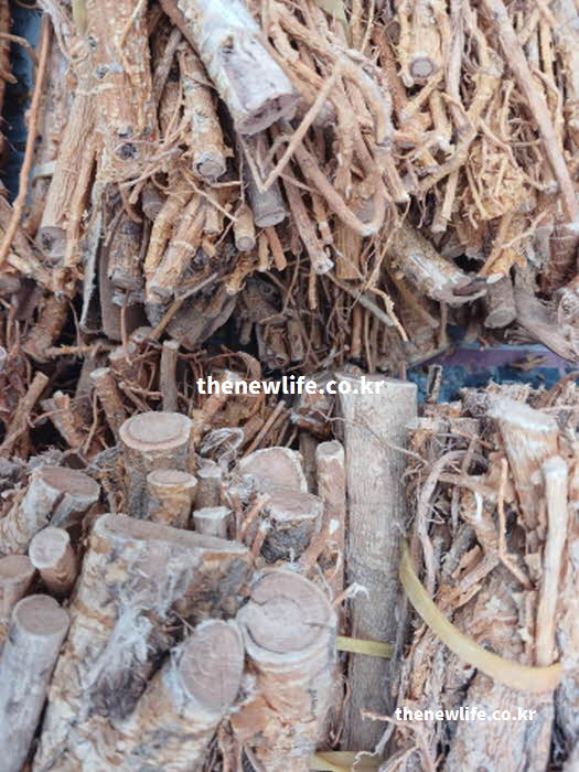 꾸지뽕 효능 껍질 뿌리