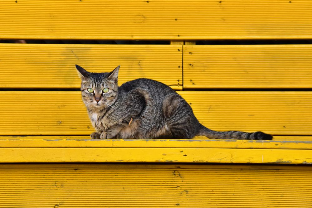 감전시장에서 본 고양이