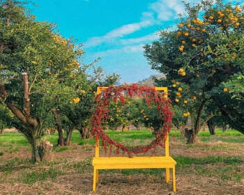 고흥 유자 축제_30