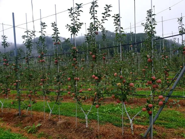 사과 재배 적과 시기 착색 관리 당도 향상_6