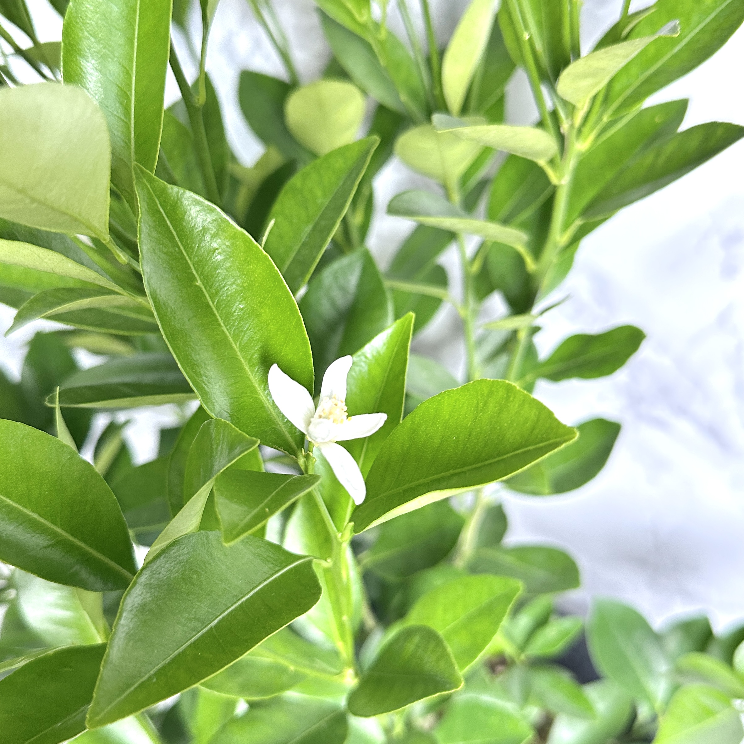 유주나무 키우기 금귤나무 키우기 쉬운 나무