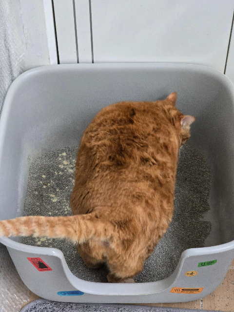 베스트 프라이스 벤토나이트 무향4