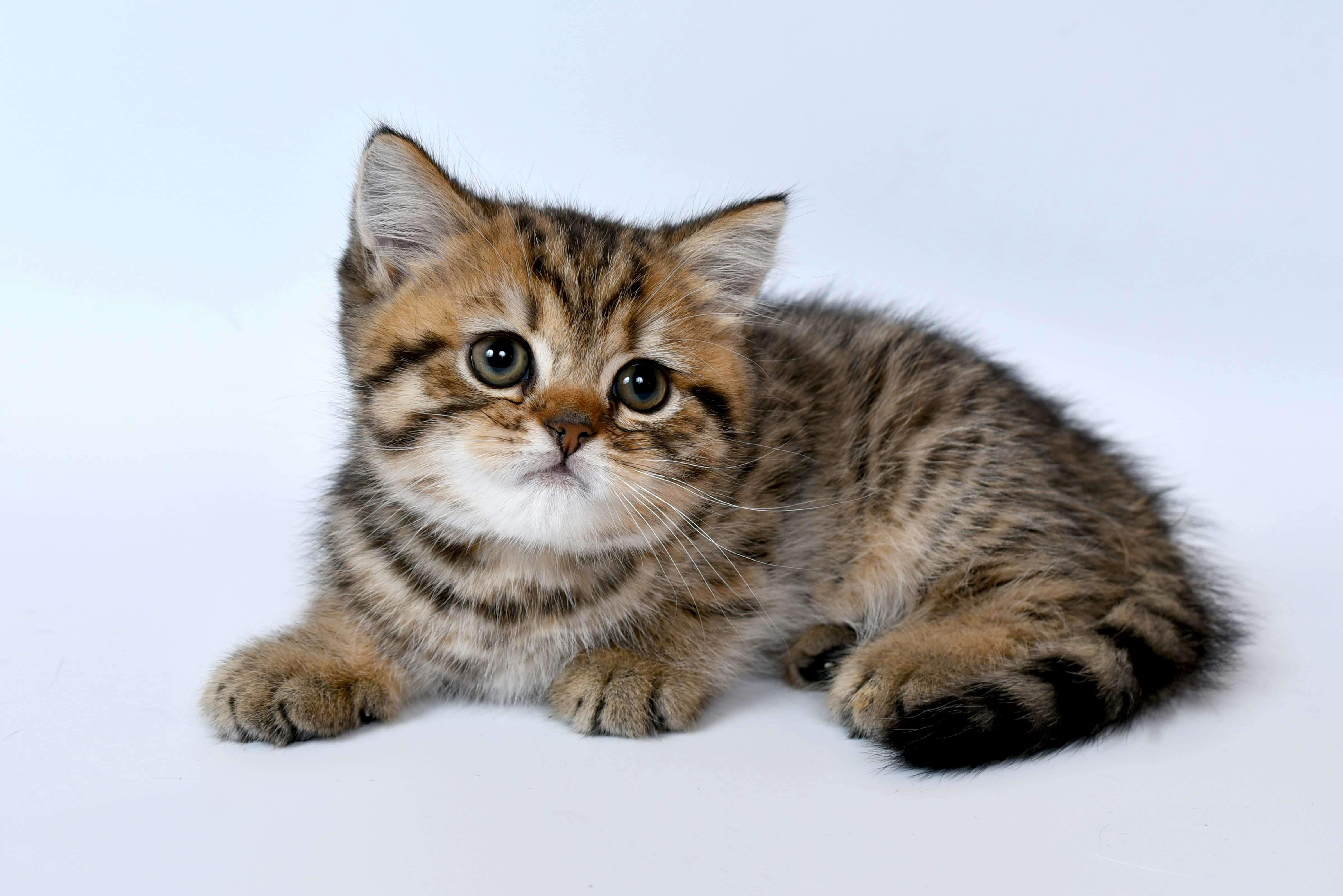 저소득층 반려동물 지원 최대한 받는 법