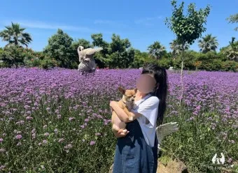 제주 여름 축제 일정표 불꽃놀이 포함 행사 소개_16