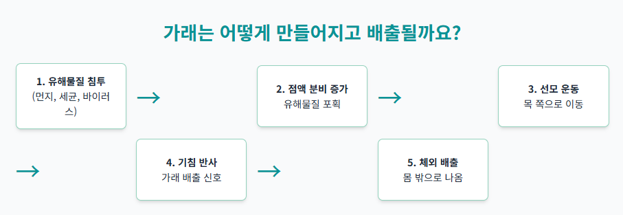 잦은 기침과 가래, 혹시 만성 질환의 신호일까? 증상별 원인과 관리법