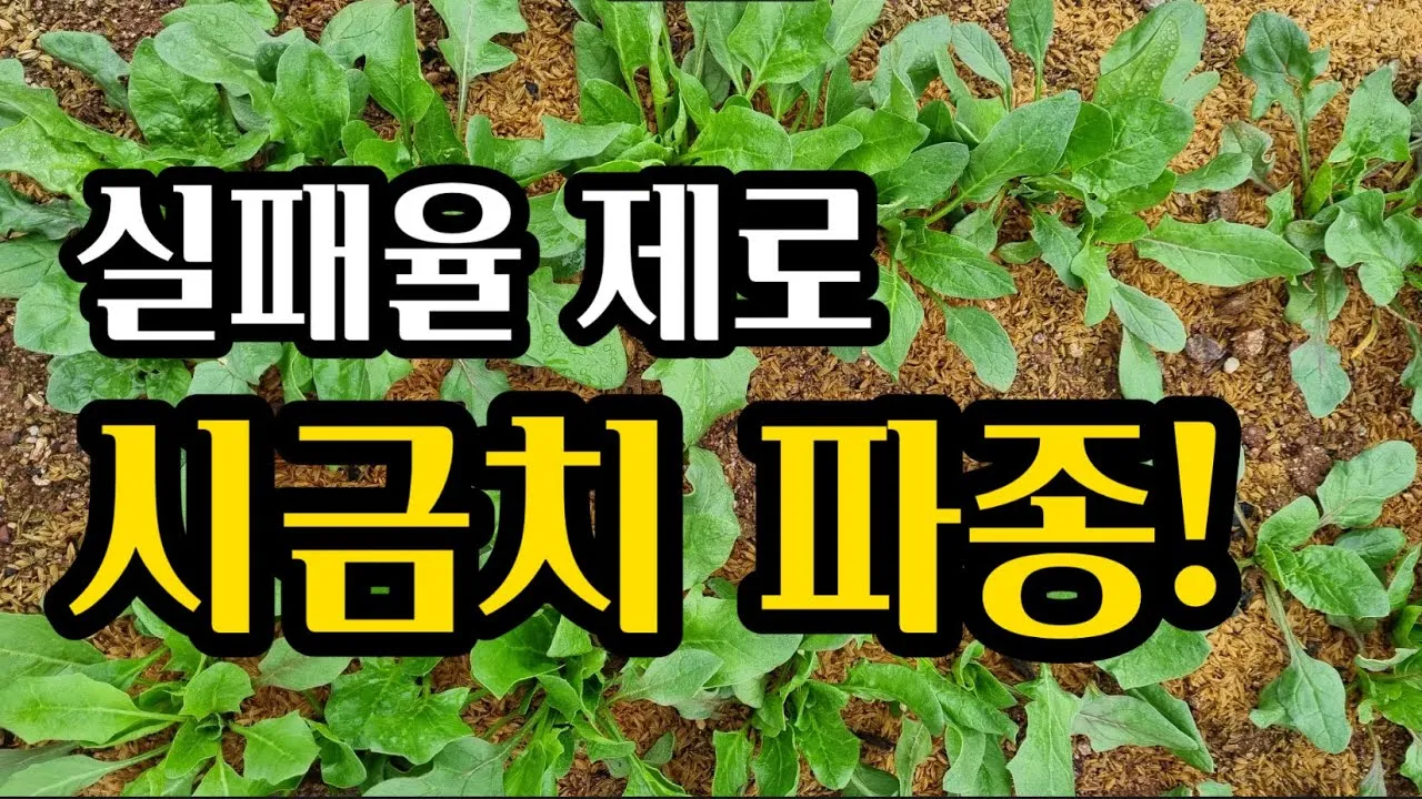 &amp;quot;시금치