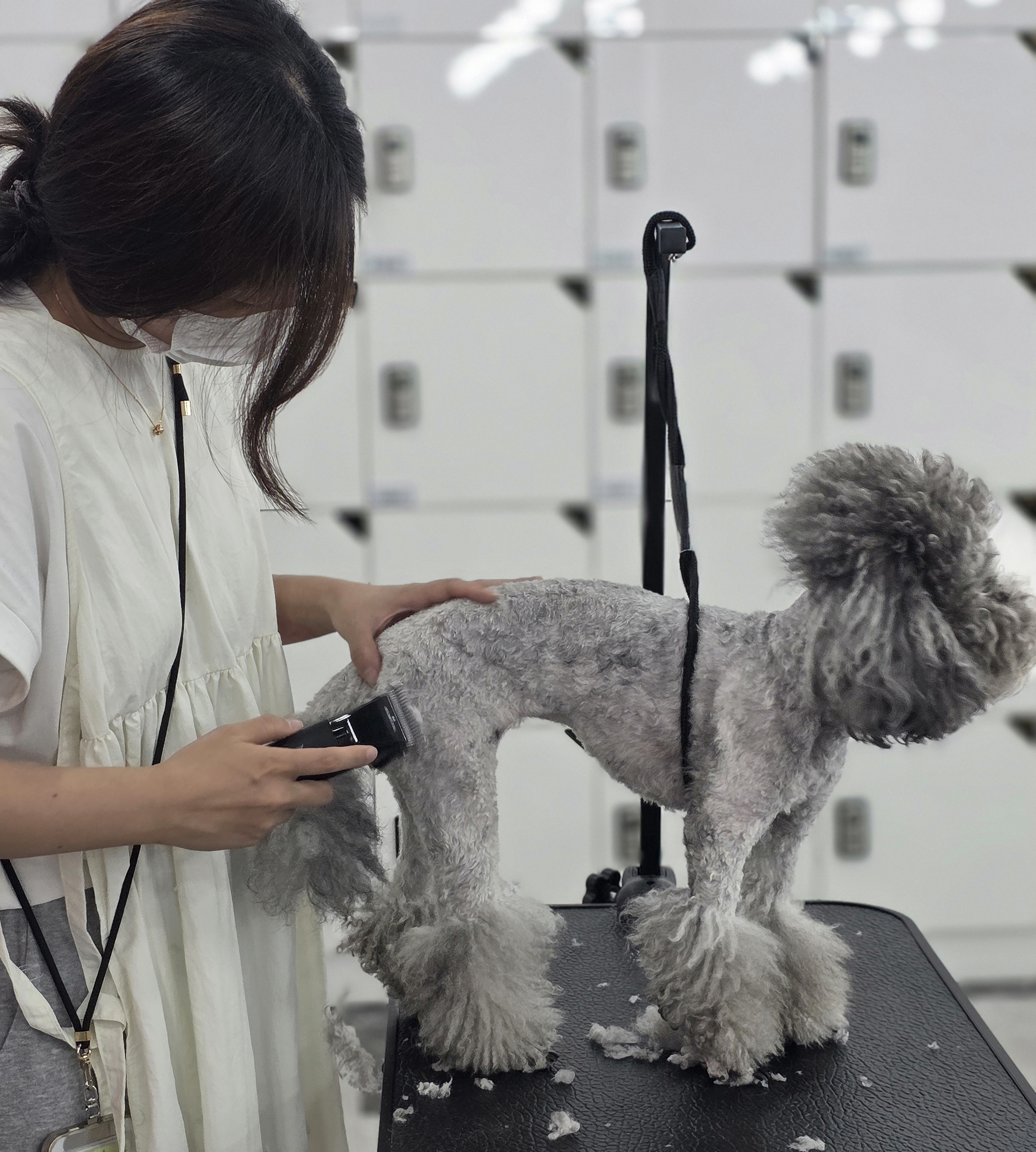 대전애견미용학원