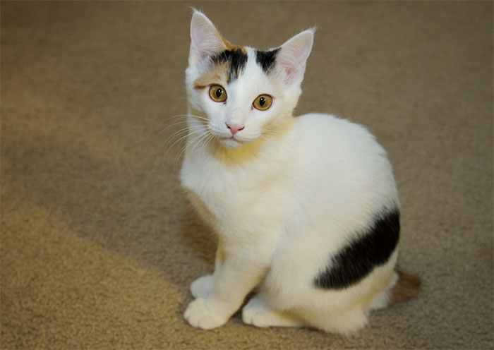 재패니즈-밥테일