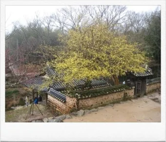 소쇄원 봄 앵두나무꽃 산수유 해당화 개화_9