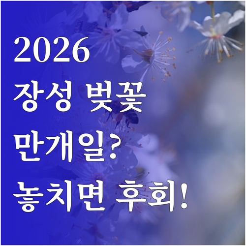 2026년 장성 벚꽃 개화 시기 및 ..