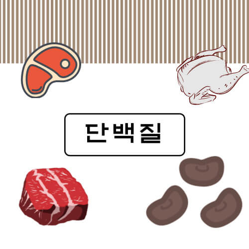 단백질