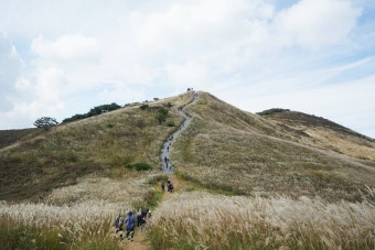 황매산 억새축제