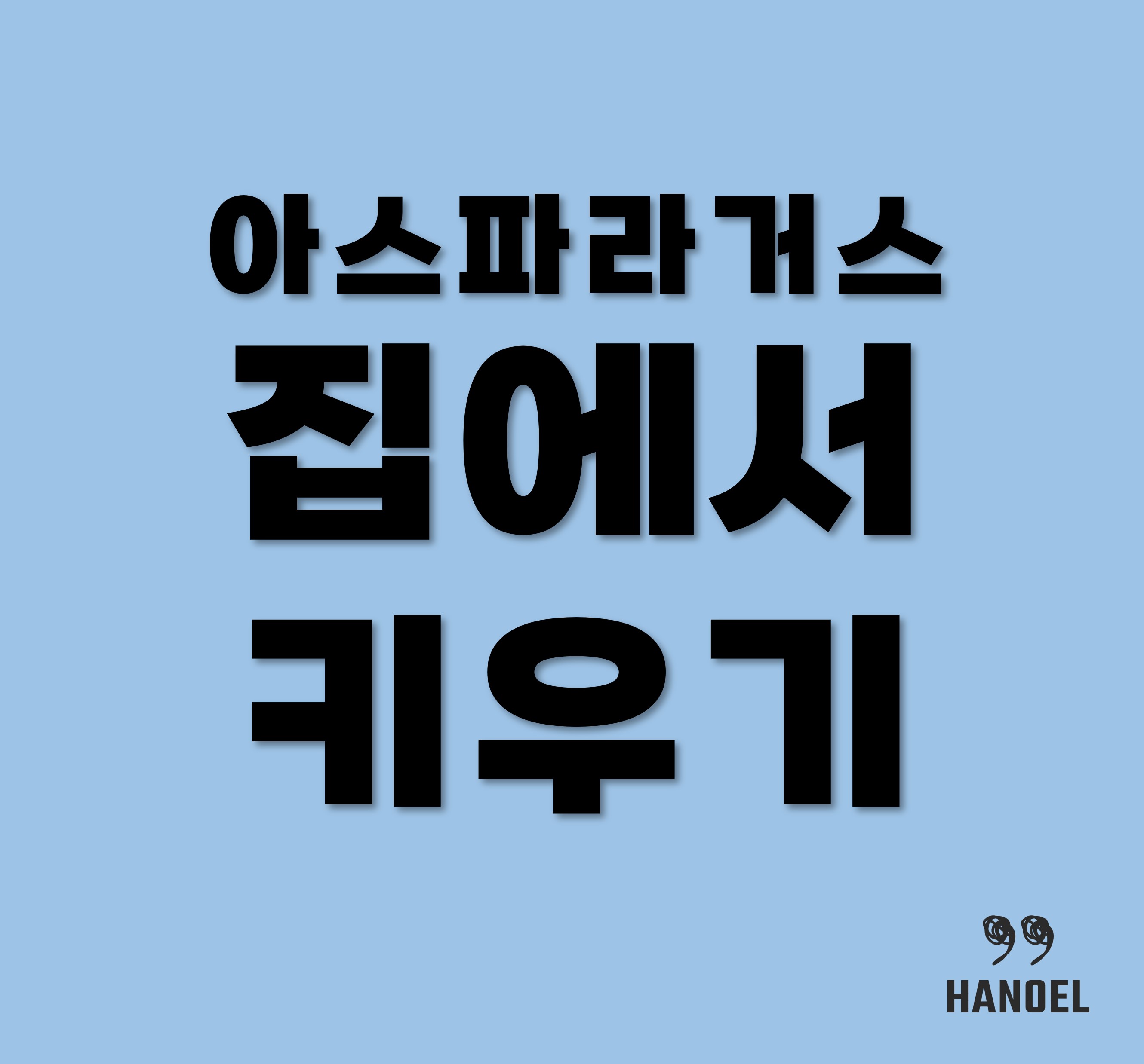 아스파라거스 키우기