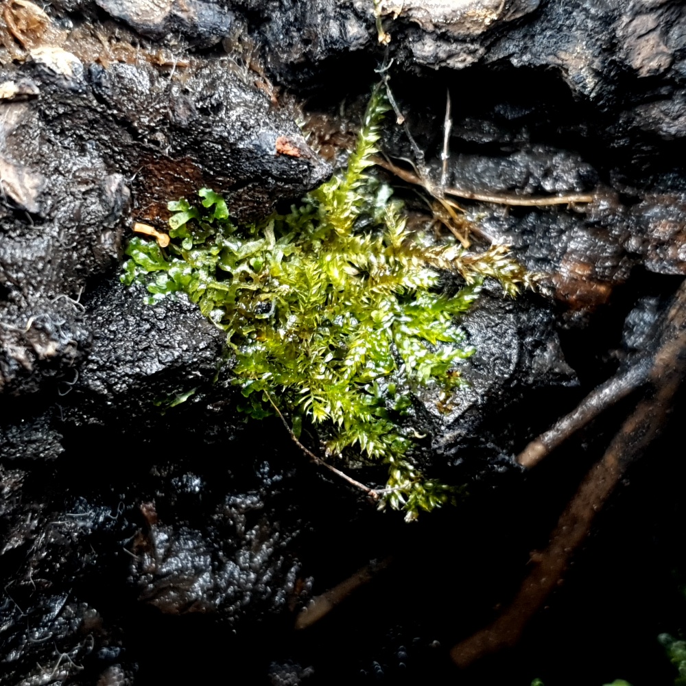 수상화된 피시덴 모스