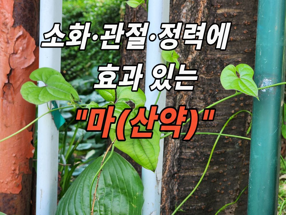 아파트 울타리에서 자라는 마(산약)