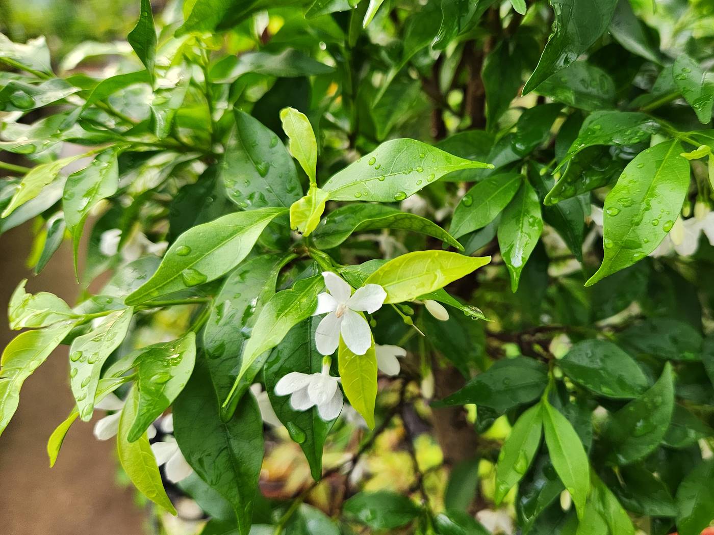 아기별자스민 Water Jasmine