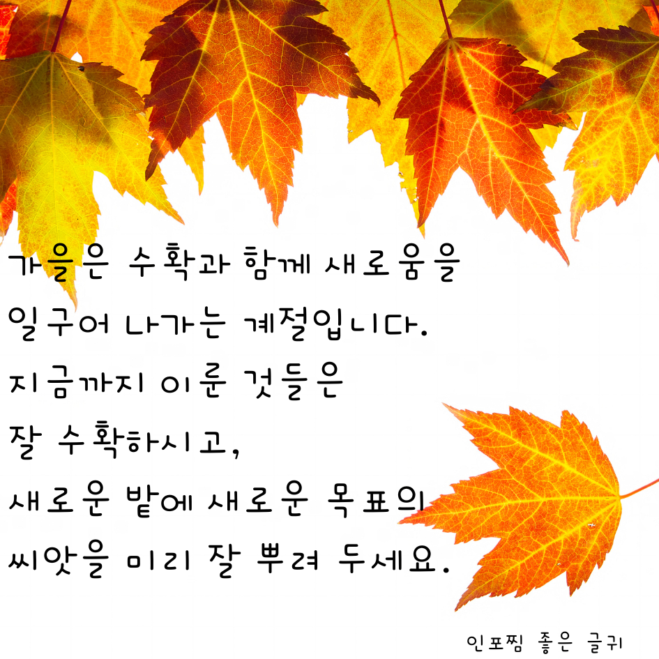 가을 인사말 문구 이미지 모음집 가을 아침 인사말 안부 메세지 모음