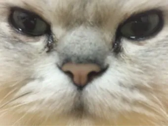 고양이가 눈물 흘리는 이유 눈물관리 가이드_18