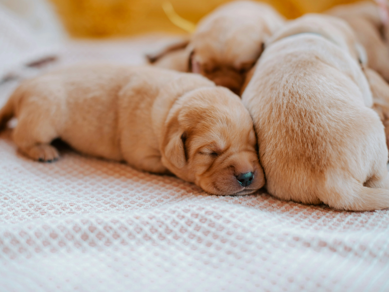 갓 태어난 새끼 강아지들