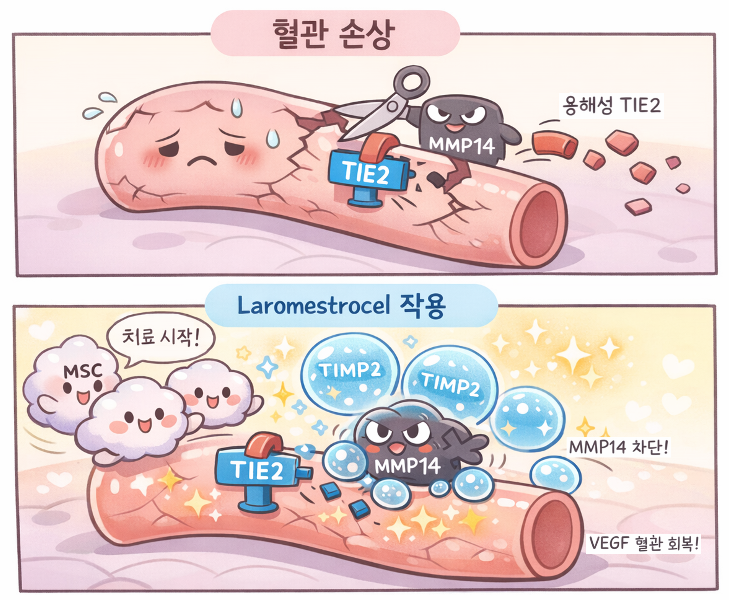 줄기세포는 노쇠를 어디까지 되돌릴 수 있을까
