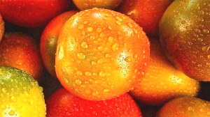 방울토마토 구토 품종 원인