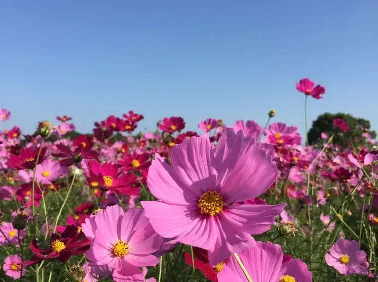 오사카 교토의 꽃이 피는 시기