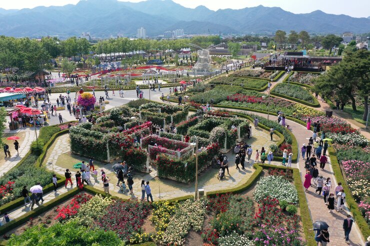 [5월 축제]2025 곡성 세계장미축제❘장미 실시간 개화 상황, 입장권 예매 방법, 프로그램 및 일정, 체험 가이드