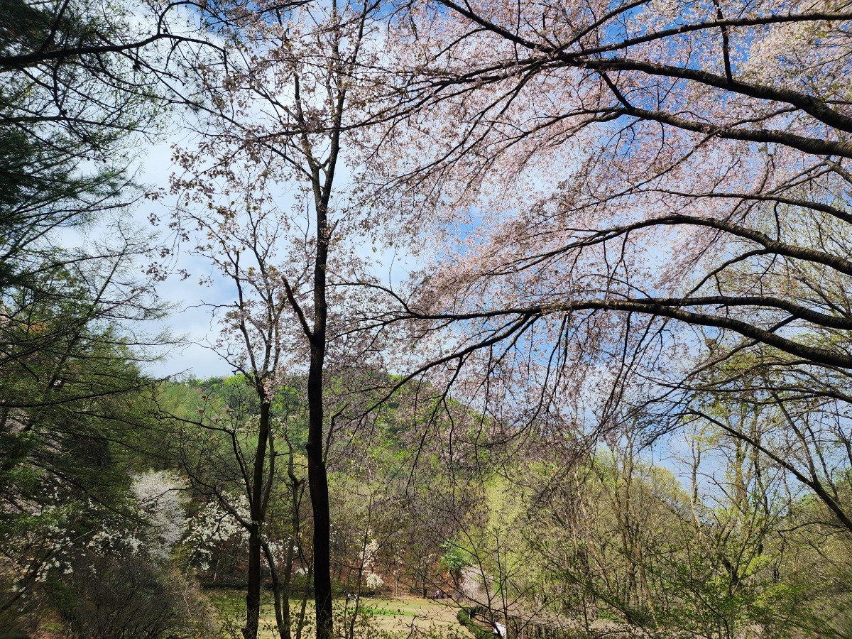 안양 수목원 이미지 사진