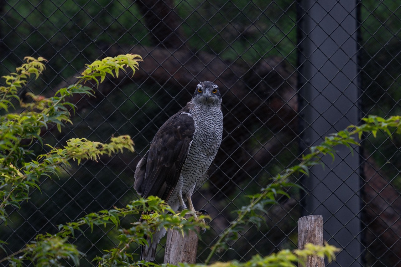 고슈크(Northern Goshawk)는 날카로운 시력과 민첩한 사냥 능력을 가진 맹금류이다.