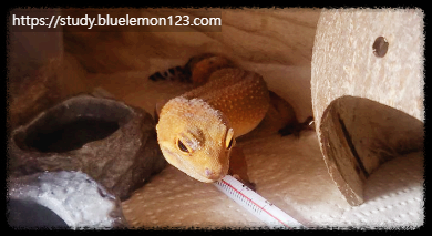 레오파드 게코 임신 여부 확인하는 법