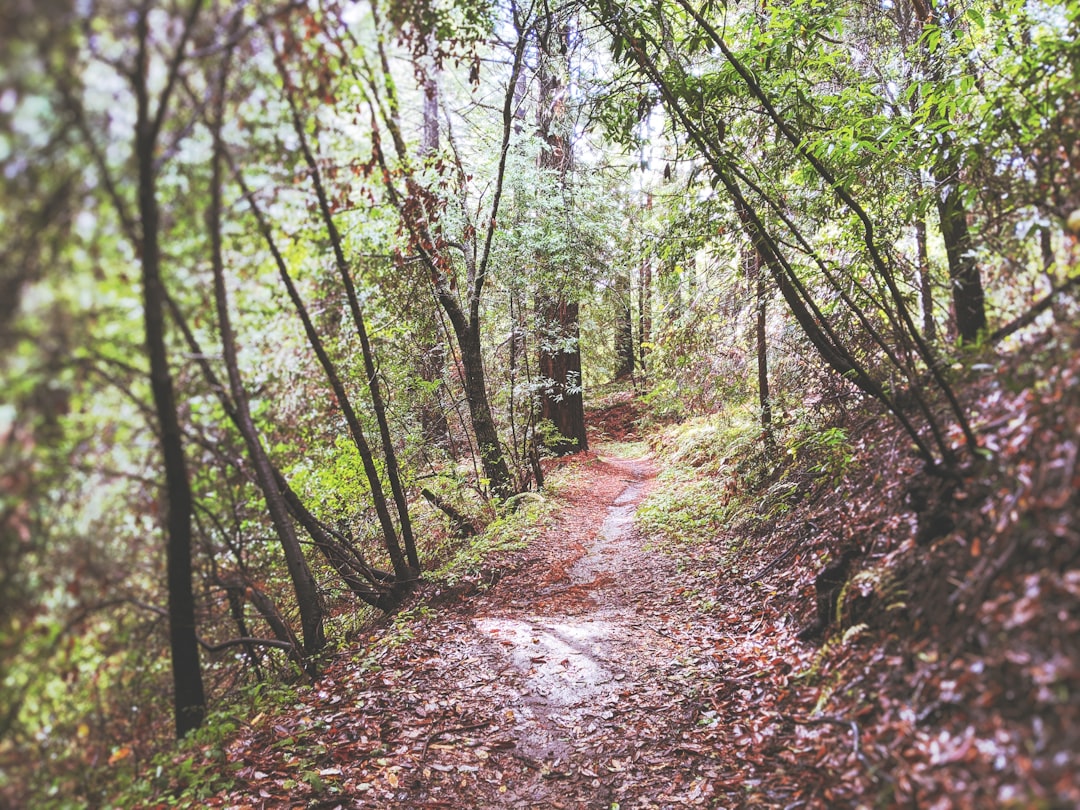 Trail