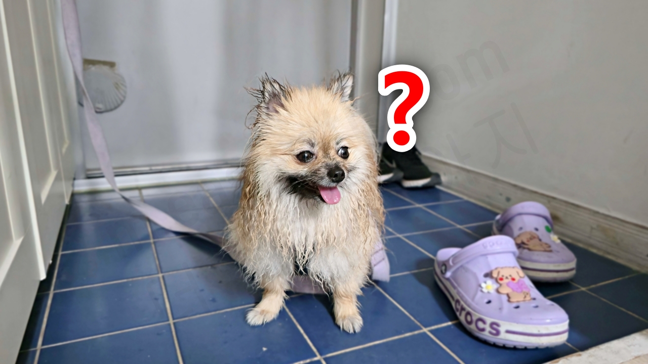 장마에 산책 나간 강아지