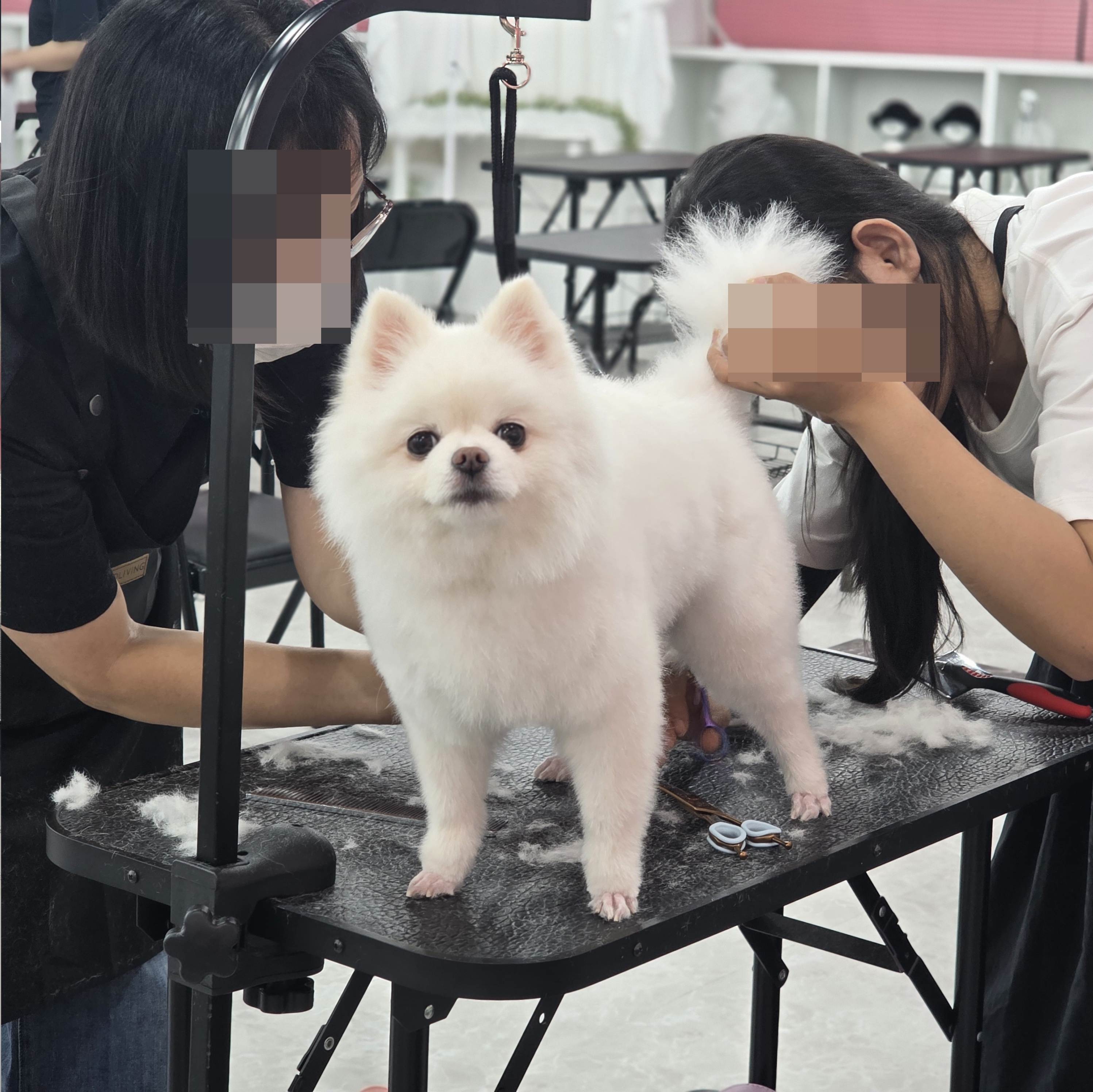 일산강아지미용학원