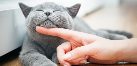 고양이
