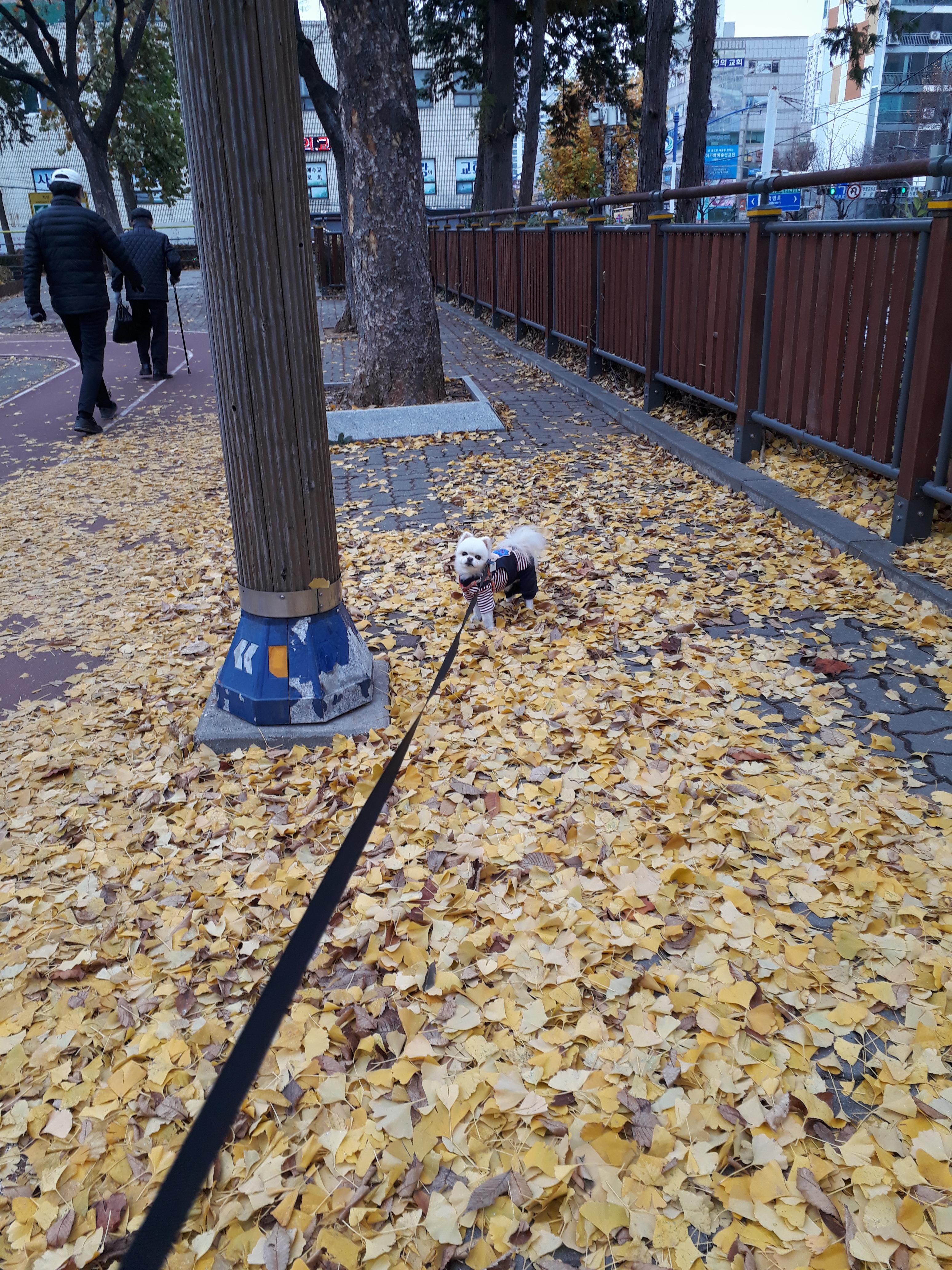 강아지가 싫어하는 행동 : 싫어하는 행동 23가지