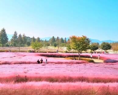 합천 핑크뮬리 신소양체육 공원 맛집 및 무료 주차 꿀팁