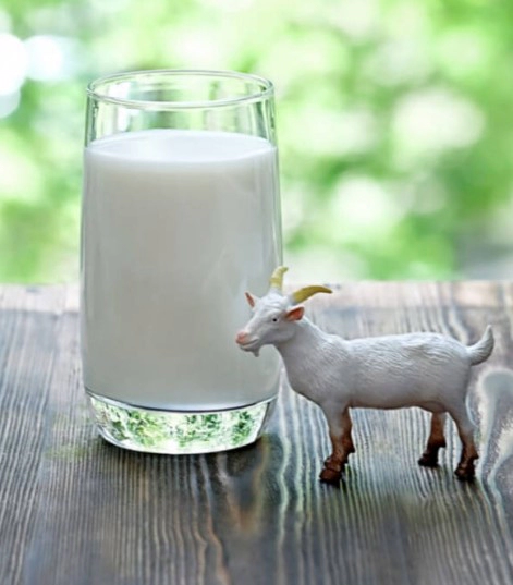 산양유 단백질이란?