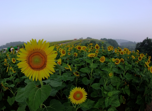 2023 함안 강주 해바라기 축제