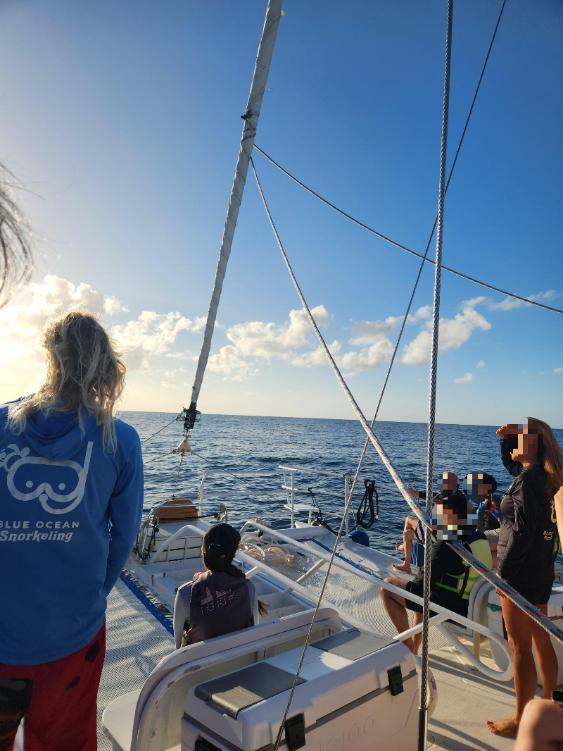 하와이 거북이 스노클링 ( 터틀 스노클링 ) 블루오션 스노클링