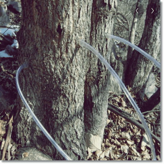 고로쇠 물 채취