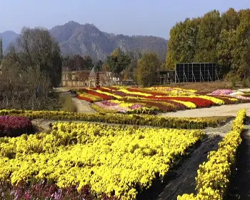 연천 국화축제_4
