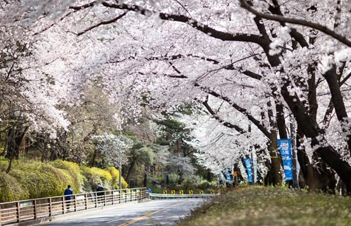 2024-벚꽃-개화-시기,-가평-삼화리